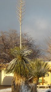 Winter Yucca