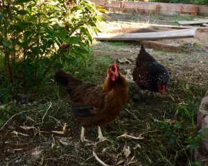 Aggressive chickens in the backyard