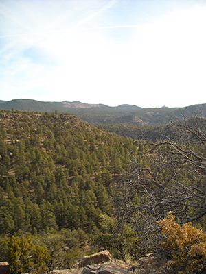Evergreen trees, dead tree branches and orange Gambrel Oak in the Santa Fe National Forest