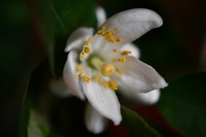 Lemon blossom, close up: a sign of December